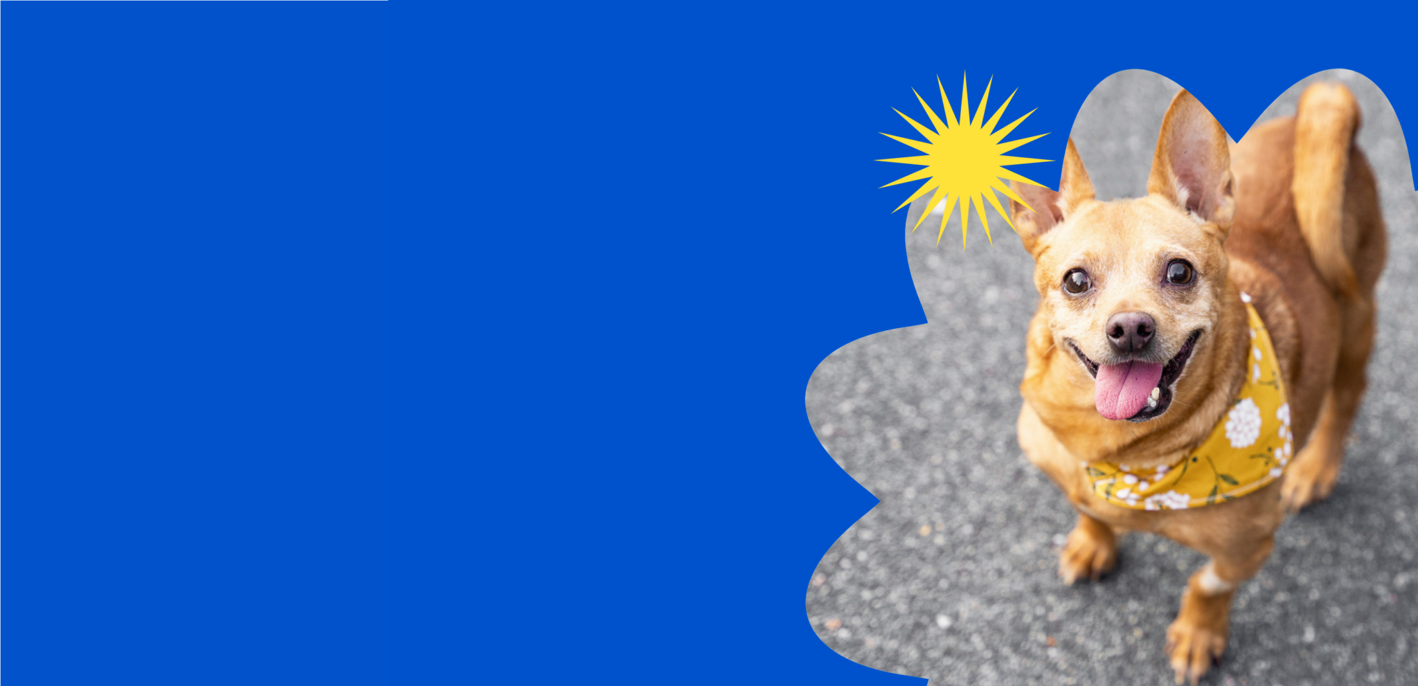 Hope Animal Rescue Every dog deserves a chance.