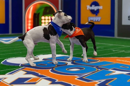 Puppy bowl