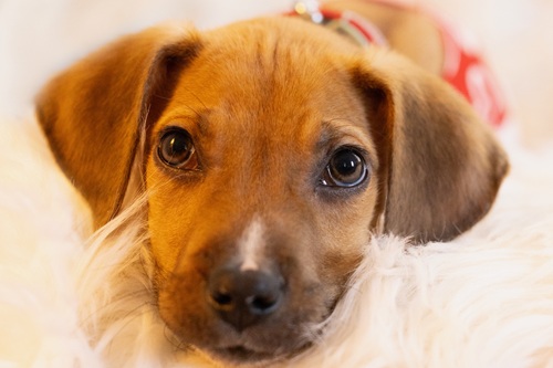 brown puppy with a white nose